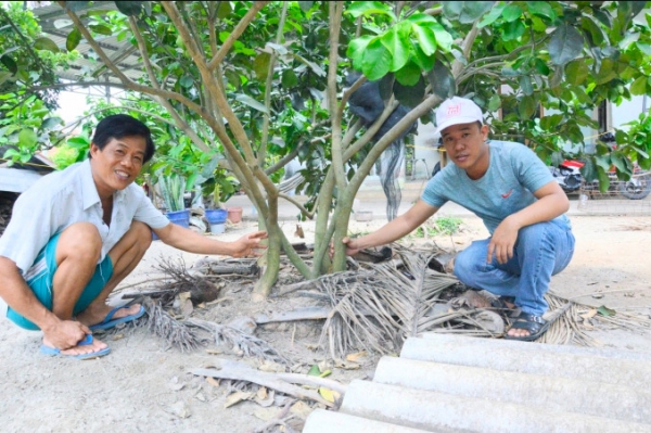 Sáng tạo với cách ghép trợ lực cho cây bưởi da xanh