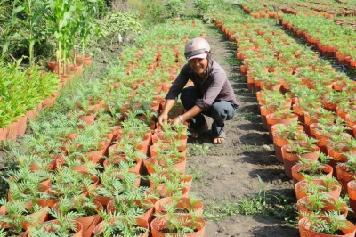 Vào vụ hoa tết