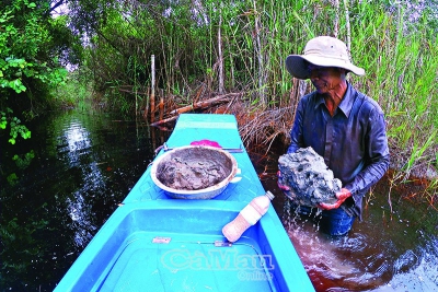 Cà Mau: Săn chuột rừng, nghề làm chơi ăn thật