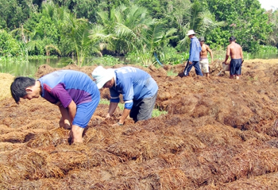 Giá nấm rơm tăng