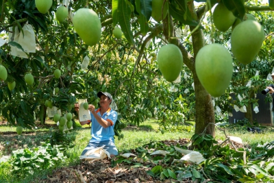 Nâng tầm vị thế cho trái xoài ở Đồng Tháp