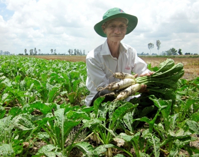 Tăng thu nhập nhờ trồng củ cải trắng