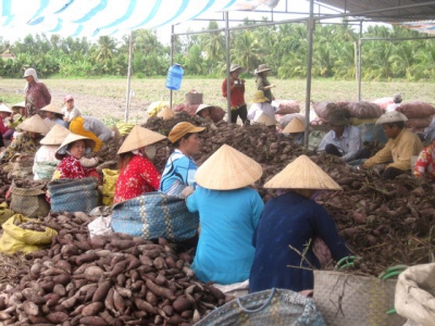 Sản xuất, tiêu thụ nông sản: Vẫn loay hoay bài toán thị trường