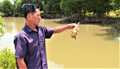 Nông dân Cà Mau bất an vì cua nuôi chết hàng loạt