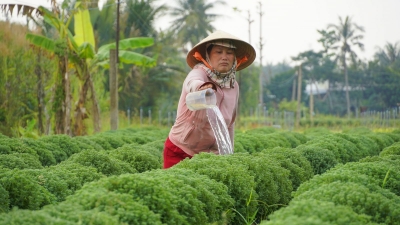 Làng hoa Chợ Lách bị hạn mặn đe dọa