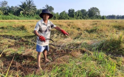 Hơn 2.753 ha lúa ở Vĩnh Long bị đổ ngã do mưa, dông