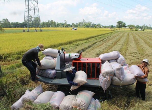 Phát triển vùng sản xuất nông sản hàng hóa chất lượng cao