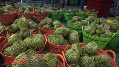 Diễn biến mới vụ h&agrave;ng ng&agrave;n container sầu ri&ecirc;ng &ugrave;n ứ