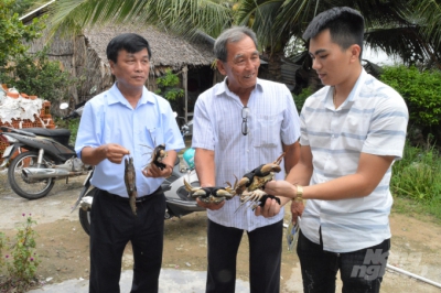 Kiên Giang: Nuôi tôm – cua kết hợp có cải tiến đạt hiệu quả cao