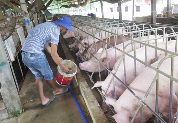 Hộ chăn nuôi đang cần nguồn heo con giống