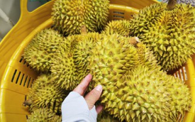 Bộ N&ocirc;ng nghiệp v&agrave; M&ocirc;i trường n&oacute;i g&igrave; về vụ &aacute;n li&ecirc;n quan xuất khẩu sầu ri&ecirc;ng?