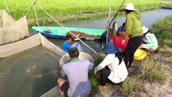 Bội thu mẻ cá đồng trong mô hình 2 lúa 1 cá