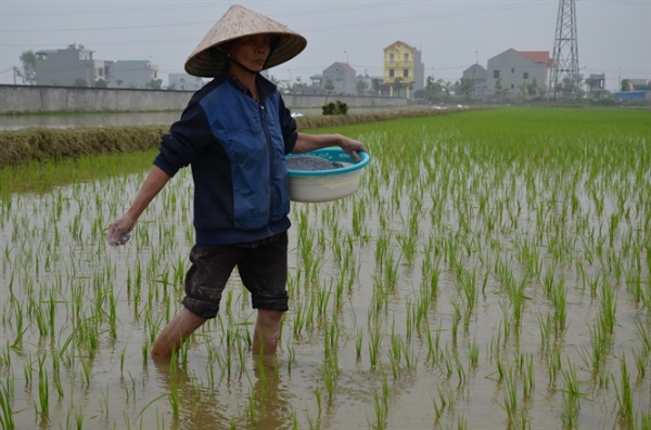 Thị trường phân bón ăn theo: Trong vòng vây của bầy nhện độc