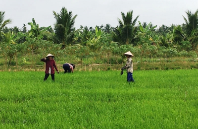 Nông dân Giồng Trôm “xé rào” xuống giống vụ lúa Đông Xuân