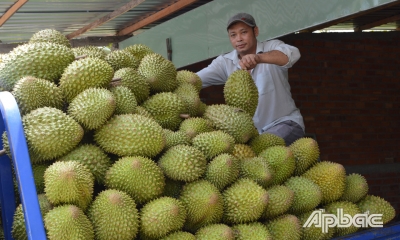 Cần khai thác hiệu quả nhãn hiệu &quot;Sầu riêng Cai Lậy&quot;