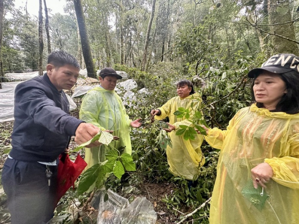 “Quốc bảo” sâm Ngọc Linh bị thiệt hại nặng do mưa bão