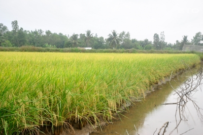 Tôm càng xanh – Tiềm năng và khó khăn