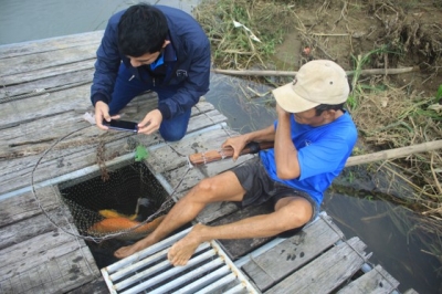 Độc đáo nuôi cá Koi Nhật trong lồng bè trên sông Trà Khúc