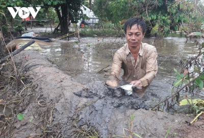 Ngập úng diện rộng ở Cà Mau: Học sinh nghỉ học, nguy cơ thiệt hại hàng ngàn ha lúa