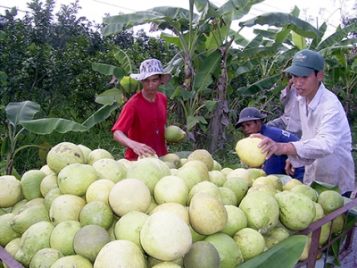 Trên 34.000 mô hình sản xuất hiệu quả