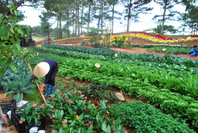 Lên xứ ngàn hoa trải nghiệm du lịch canh nông