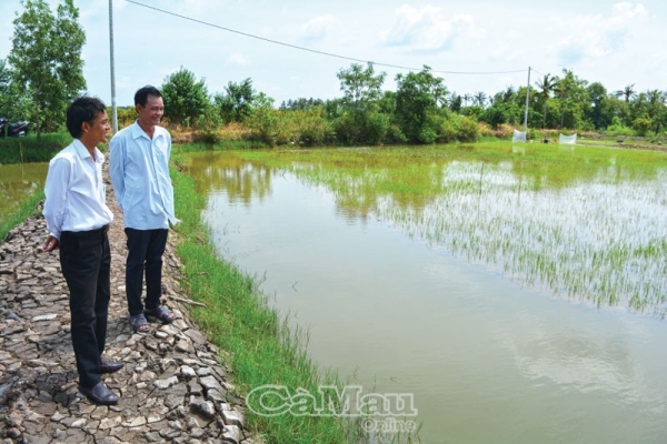 Bền vững sản xuất lúa - tôm