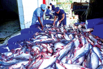 Người nuôi cá tra ở ĐBSCL lỗ nặng