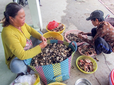 Trồng nấm rơm cho lợi nhuận cao