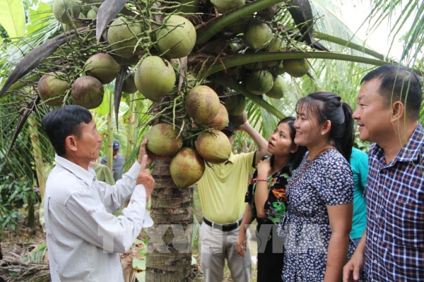 Trà Vinh: Hơn 220 ha dừa hữu cơ được công nhận đạt chuẩn quốc tế