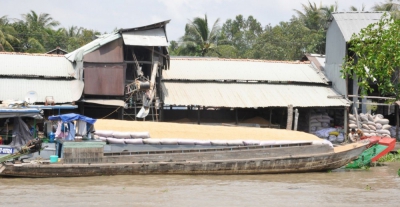 ĐBSCL: Giá lúa gạo nhích lên và đang chờ cơ hội mở cửa thị trường