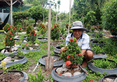 Thoát nghèo nhờ trồng bông trang