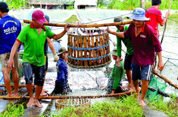 Xuất khẩu cá tra - bước qua khó khăn nắm bắt cơ hội mới