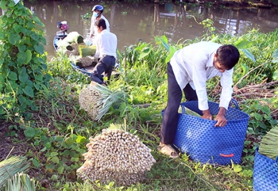 Trồng sả thu nhập 12 triệu đồng/công