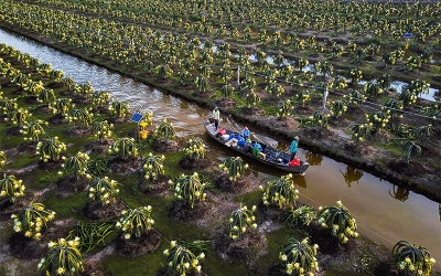 Tiền Giang mở rộng vùng chuyên canh cây ăn quả