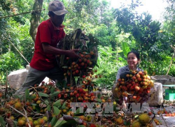 Hỗ trợ nhà vườn giữ hàng trăm ha chôm chôm đặc sản