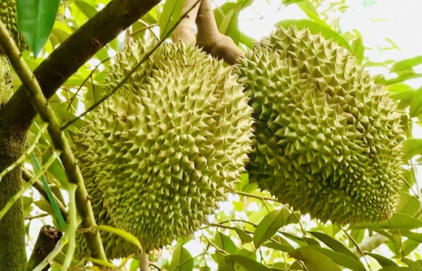 Thủ tướng Chính phủ chỉ đạo Bộ Công an điều tra, đảm bảo an ninh chuỗi cung ứng sầu riêng