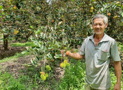 Vườn cây trái Tân Phú đón khách du lịch