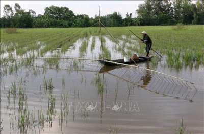 Nước nổi thấp, triều cường cao: Những thách thức đặt ra cho ĐBSCL