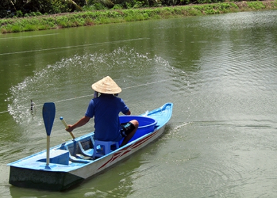 Cá rô đầu vuông chỉ còn 25.000 đồng/kg