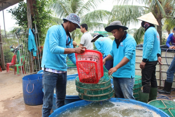 Tôm Việt được giải oan ở Mỹ