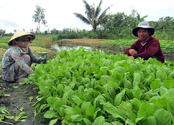 Người trồng rau màu phấn khởi