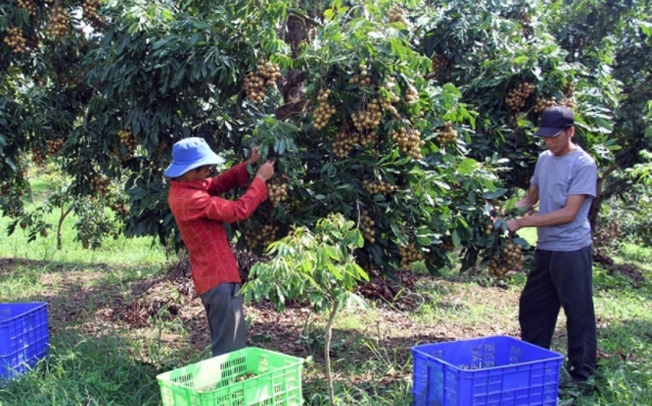 Sơn La chủ động thúc đẩy tiêu thụ nhãn