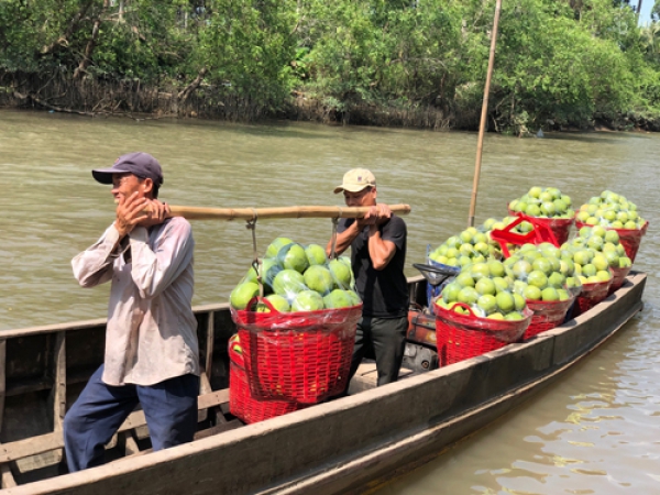 Cơ hội lớn khi bán bưởi sang Mỹ