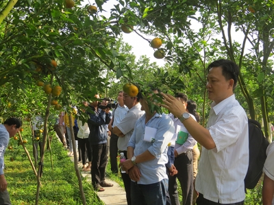 Lai Vung - Xanh lại vườn quýt