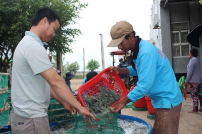 Ra mắt sàn giao dịch tôm đầu tiên ở Việt Nam