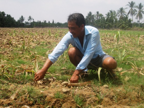 Nông dân ĐBSCL phá bỏ hàng ngàn héc-ta ruộng mía