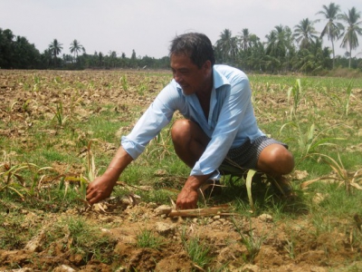 Nông dân ĐBSCL phá bỏ hàng ngàn héc-ta ruộng mía