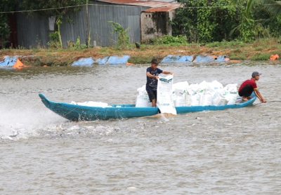 Giá cá tra nguyên liệu tăng trở lại