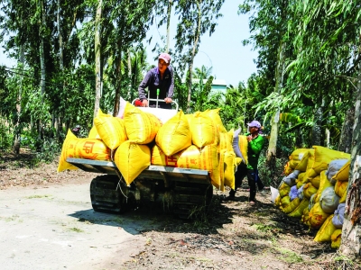 Giá lúa, gạo tăng nhẹ