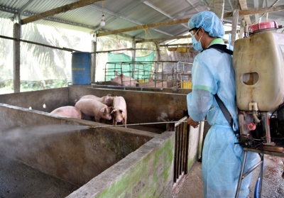 Dịch tả lợn châu Phi tàn phá vùng ĐBSCL, người dân lao đao